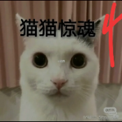 猫猫惊魂正版