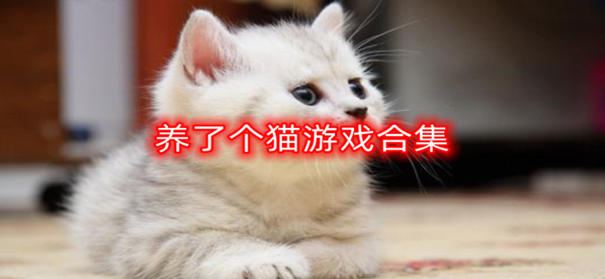 养了个猫